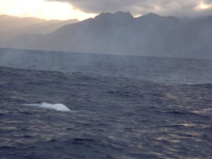 Livingston14